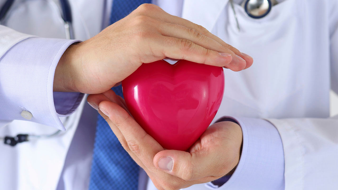 Doctor holding plastic model heart in hands