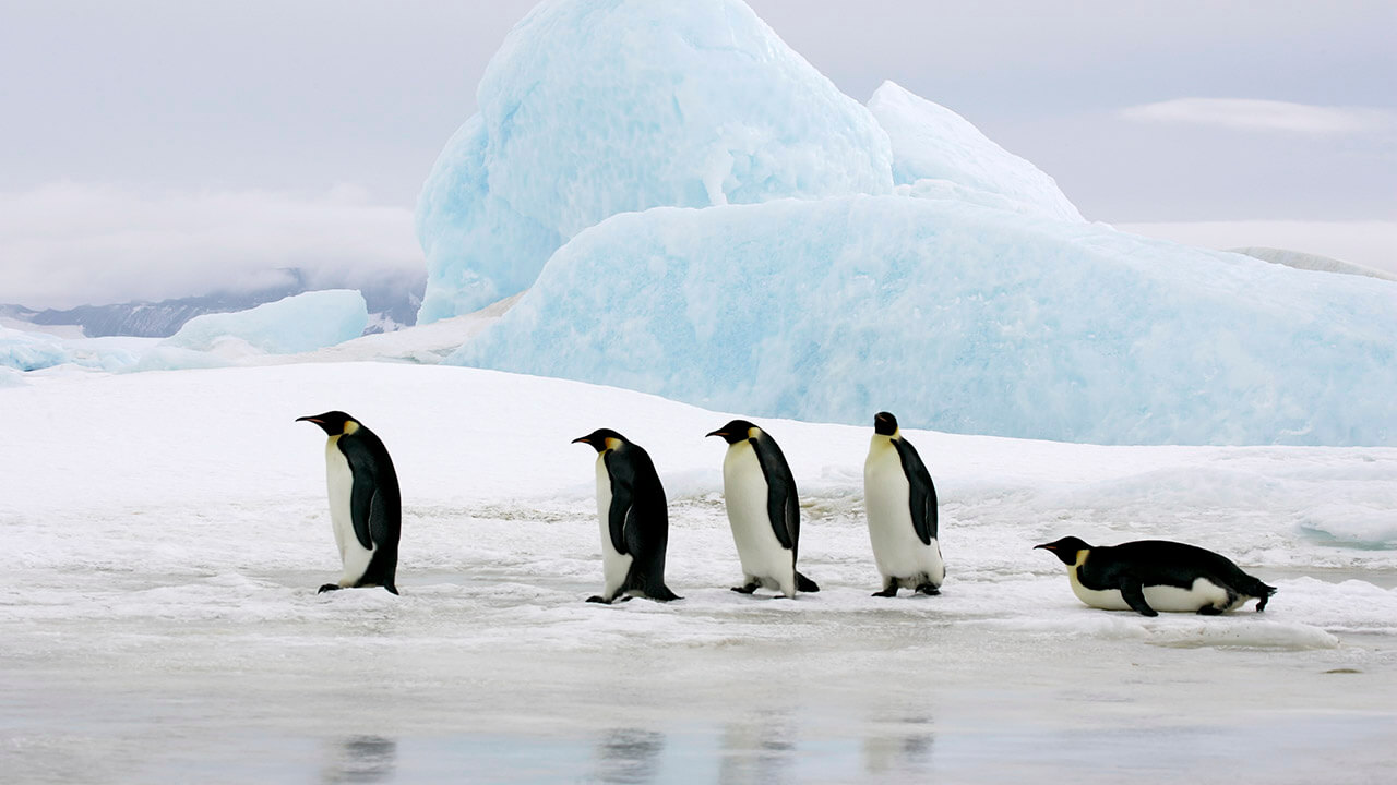 penguins walking on ice